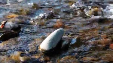 Dolly ormanın yakınındaki bir dağ nehrinde akan suyun kaygan görüntüsü. Islak kayalar ve güneş ışınları. Yatay sabit hareket.