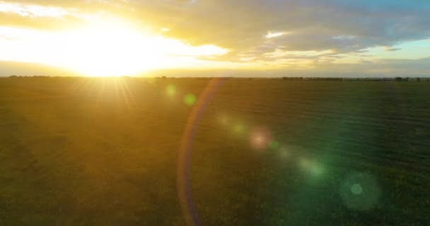 Vuelo sobre el paisaje rural de verano con un campo amarillo infinito en la soleada noche de verano. Campos agrícolas al amanecer de otoño — Vídeo de stock