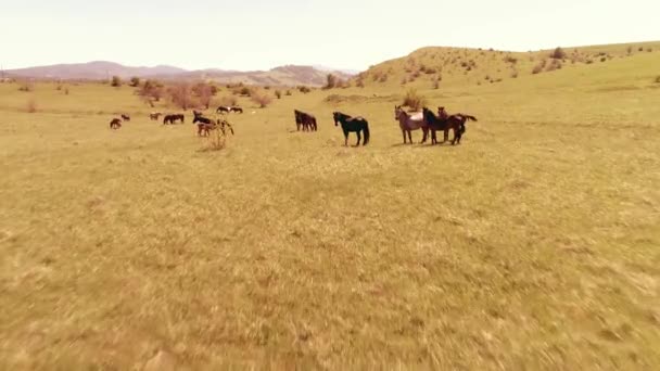 山の牧草地で野生の馬の群れ以上の飛行。夏の山野生自然。自由生態学の概念. — ストック動画