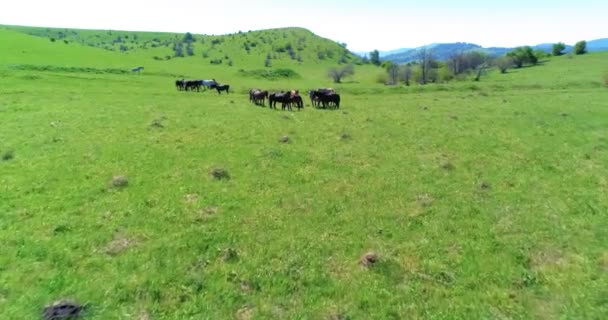 Flight over wild horses herd on mountain meadow. Summer mountains wild nature. Freedom ecology concept. — Stock Video