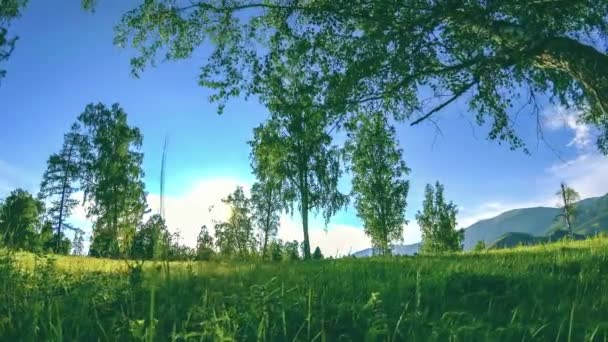 Tempo sul prato di montagna in estate o in autunno. Natura selvaggia e campo rurale. Movimento a carrello scorrevole motorizzato . — Video Stock