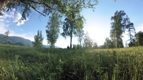 Prairie rurale ensoleillée au paysage de montagne avec herbe verte, arbres et rayons du soleil. Mouvement diagonal sur poupée coulissante motorisée. — Video