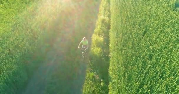 少年は、古い農村部の道路上のコムギの芝生のフィールドを介して自転車に乗るの空中ビュー。日光と梁. — ストック動画