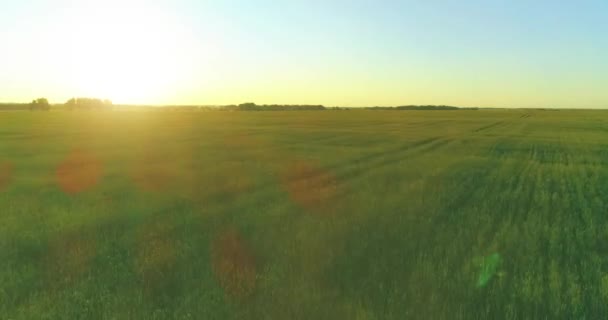 Vol à basse altitude au-dessus d'un champ d'été rural avec un paysage jaune infini en soirée ensoleillée d'été. Rayons solaires à l'horizon.