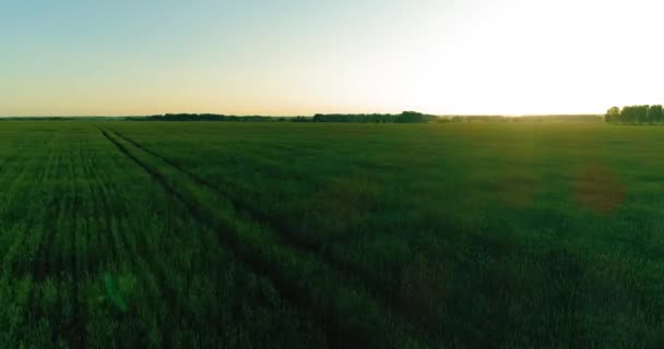 Laaggelegen vlucht boven landelijk zomerveld met eindeloos geel landschap op zomerzonnige avond. Zonnestralen aan de horizon. — Stockvideo