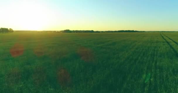 Vol à basse altitude au-dessus d'un champ d'été rural avec un paysage jaune infini en soirée ensoleillée d'été. Rayons solaires à l'horizon.