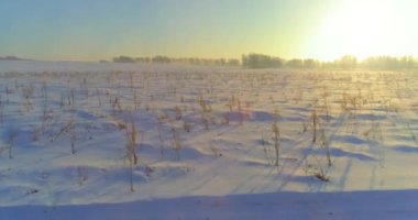 Arktik çayırlı soğuk kış manzarası, karla kaplı ağaçlar ve ufukta sabah güneşleri..
