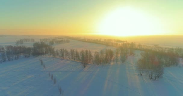 Aerial drone view of cold winter landscape with arctic field, trees covered with frost snow and morning sun rays over horizon. — Stock Video