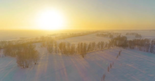 Luchtfoto drone uitzicht op koud winterlandschap met poolveld, bomen bedekt met vorst sneeuw en ochtendzon stralen over horizon. — Stockvideo