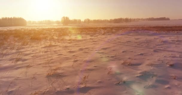 Vue aérienne par drone du paysage hivernal froid avec champ arctique, arbres couverts de neige verglaçante et rayons du soleil matinaux au-dessus de l'horizon. — Video