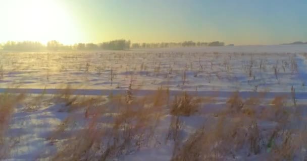 Luchtfoto drone uitzicht op koud winterlandschap met poolveld, bomen bedekt met vorst sneeuw en ochtendzon stralen over horizon. — Stockvideo