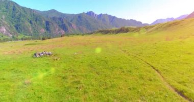 Yabani atların üzerinden uçarak çayırdaki sürüyü güderler. Bahar dağları vahşi doğa. Özgürlük ekolojisi kavramı.