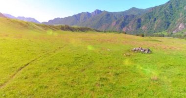 Yabani atların üzerinden uçarak çayırdaki sürüyü güderler. Bahar dağları vahşi doğa. Özgürlük ekolojisi kavramı.