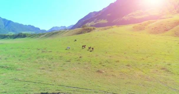 Yabani atların üzerinden uçarak çayırdaki sürüyü güderler. Bahar dağları vahşi doğa. Özgürlük ekolojisi kavramı. — Stok video