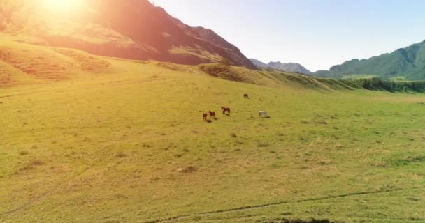 Vuelo sobre el rebaño de caballos salvajes en el prado. Primavera montañas naturaleza salvaje. Concepto de ecología de libertad. — Vídeos de Stock