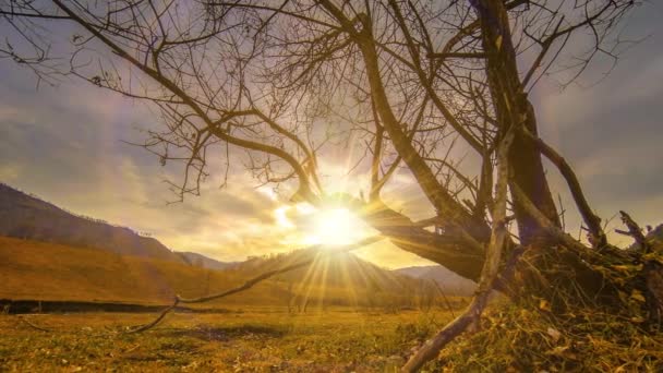 时光流逝的死亡树和枯黄的青草在高山的风景与云彩和阳光。水平滑块运动 — 图库视频影像