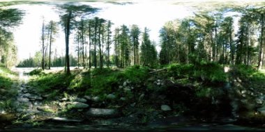 Vahşi bir ormanın 360 VR sanal gerçekliği. Çam ormanı, küçük, hızlı, soğuk dağ nehri. Ulusal park.