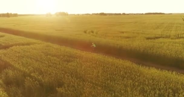 Aerial view on young boy, that rides a bicycle thru a wheat grass field on the old rural road. Sunlight and beams. — Stock Video