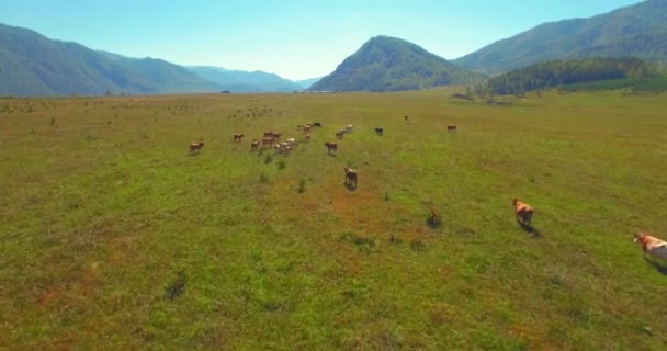 Низкая высота полета над свежей быстрой горной рекой с камнями в солнечное летнее утро. — стоковое видео