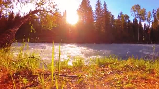 Prato sulla riva del fiume di montagna. Paesaggio con erba verde, pini e raggi del sole. Movimento su carrello scorrevole motorizzato. — Video Stock