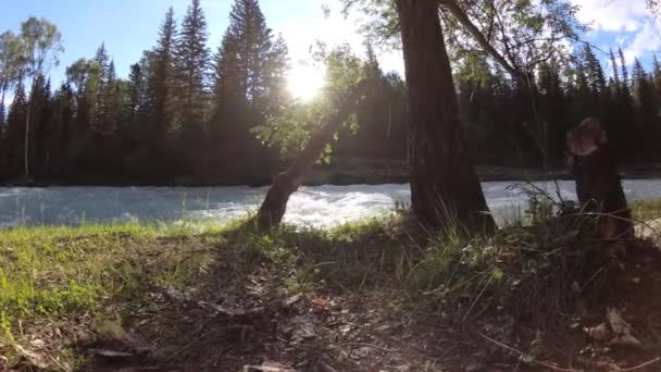 Meadow at mountain river bank. Landscape with green grass, pine trees and sun rays. Movement on motorised slider dolly. — Stock Video