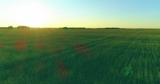 Vol à basse altitude au-dessus d'un champ d'été rural avec un paysage jaune infini en soirée ensoleillée d'été. Rayons solaires à l'horizon.