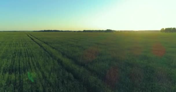 Voo de baixa altitude acima do campo de verão rural com infinita paisagem amarela na noite ensolarada de verão. Raios solares no horizonte. — Vídeo de Stock