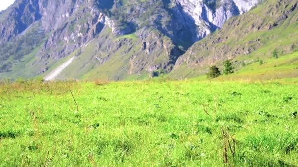 Pěší turistika muž na zelené horské louky s batohem. Letní sportovní a rekreační koncepce. — Stock video