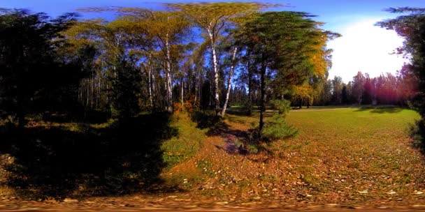 UHD 4K 360 VR Virtual Reality av en stadspark rekreationsområde. Träd och grönt gräs på hösten eller sommaren dag — Stockvideo