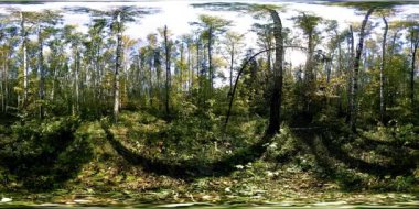 Bir şehir parkının UHD 4K 360 VR Sanal Gerçekliği. Sonbaharda ya da yaz gününde ağaçlar ve yeşil çimenler