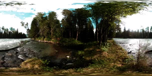 360 VR realidad virtual de un bosque salvaje. Bosque de pinos, pequeño río de montaña rápido y frío. Parque Nacional. — Vídeos de Stock