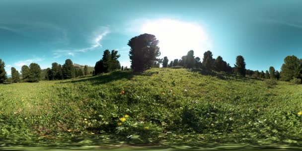 UHD 4K 360 VR av grön fjällskog. Solstrålar och skuggor, gräs och tallar. — Stockvideo