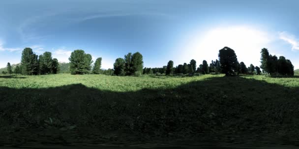 UHD 4K 360 VR groen bergwoud. Zonnestralen en schaduw, gras en pijnbomen. — Stockvideo