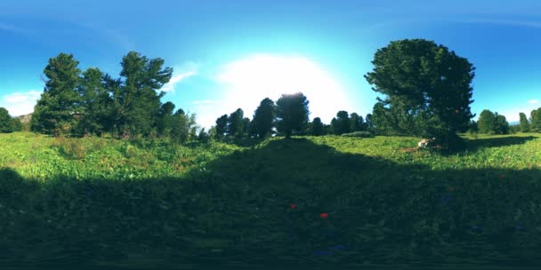 UHD 4K 360 VR de forêt de montagne verte. Rayons de soleil et ombre, herbe et pins. — Video