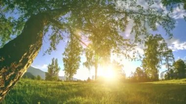 Yaz veya sonbahar aylarında dağ çayır zaman atlamalı. Vahşi doğa ve kırsal alan. Motorlu sürgü dolly hareketi.