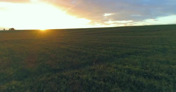 Vuelo sobre el paisaje rural de verano con un campo amarillo infinito en la soleada noche de verano. Campos agrícolas al amanecer de otoño — Vídeo de stock