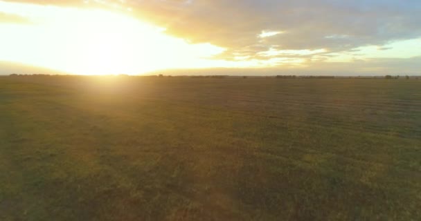 Полет над сельским летним пейзажем с бесконечным желтым полем в солнечный летний вечер. Сельскохозяйственные угодья на рассвете осени — стоковое видео