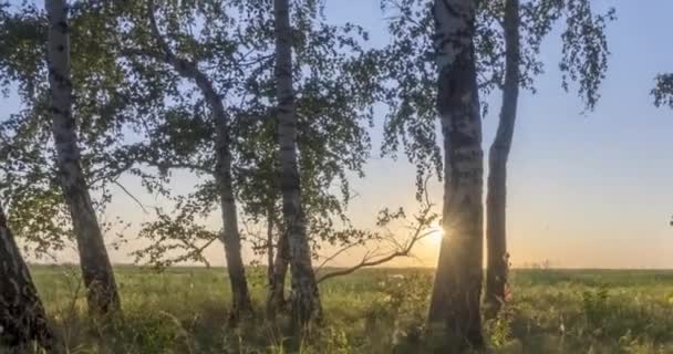 Meadow timelapse το καλοκαίρι ή το φθινόπωρο. Αγροτικό πεδίο ακτίνες ήλιο μάγισσα, δέντρα και πράσινο γρασίδι. Μηχανοκίνητη κίνηση ολισθητήρα — Αρχείο Βίντεο