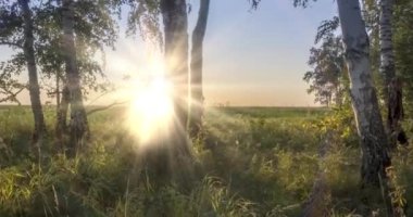 Yazın ya da sonbaharda çayır zamanlaması. Kırsal alan cadısı güneş ışınları, ağaçlar ve yeşil çimenler. Motorlu doli kaydırma hareketi