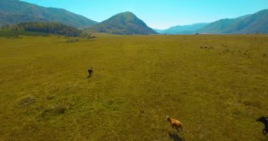 Güneşli yaz sabahında kayalarla birlikte taze, hızlı dağ nehri üzerinde alçak irtifa uçuşu..
