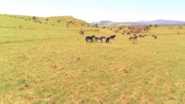 Vol au-dessus de chevaux sauvages troupeau sur prairie de montagne. Montagnes d'été nature sauvage. Liberté concept écologie. — Video