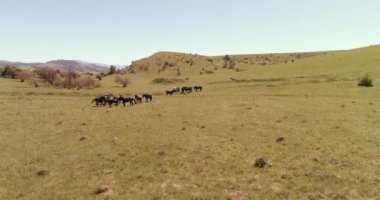 Dağ çayırında vahşi atların üzerinden uçmak. Yaz dağları vahşi doğa. Özgürlük ekolojisi kavramı.