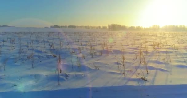 Aerial drone view of cold winter landscape with arctic field, trees covered with frost snow and morning sun rays over horizon. — Stock Video