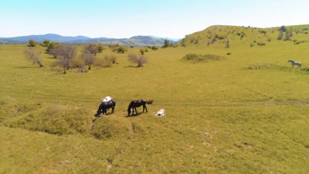 Vol au-dessus de chevaux sauvages troupeau sur prairie de montagne. Montagnes d'été nature sauvage. Liberté concept écologie.