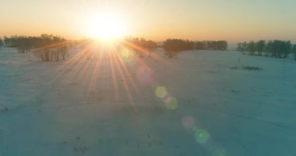 Vue aérienne par drone du paysage hivernal froid avec champ arctique, arbres couverts de neige verglaçante et rayons du soleil matinaux au-dessus de l'horizon. — Video