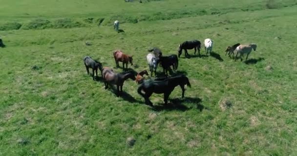 Repülés vad lovak csordája felett a hegyi réten. Nyári hegyek vad természet. Szabadság-ökológia. — Stock videók