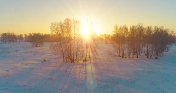 Vue aérienne par drone du paysage hivernal froid avec champ arctique, arbres couverts de neige verglaçante et rayons du soleil matinaux au-dessus de l'horizon. — Video