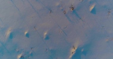 Arktik çayırlı soğuk kış manzarası, karla kaplı ağaçlar ve ufukta sabah güneşleri..