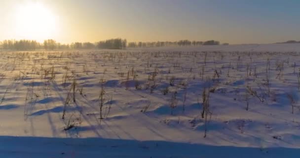 Vue aérienne par drone du paysage hivernal froid avec champ arctique, arbres couverts de neige verglaçante et rayons du soleil matinaux au-dessus de l'horizon.