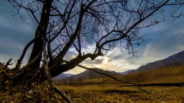 Time lapse of death tree and dry yellow grass at mountian landscape with clouds and sun rays. Horizontal slider movement — Stock Video